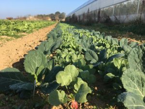 La marquette et ses légumes en 2018